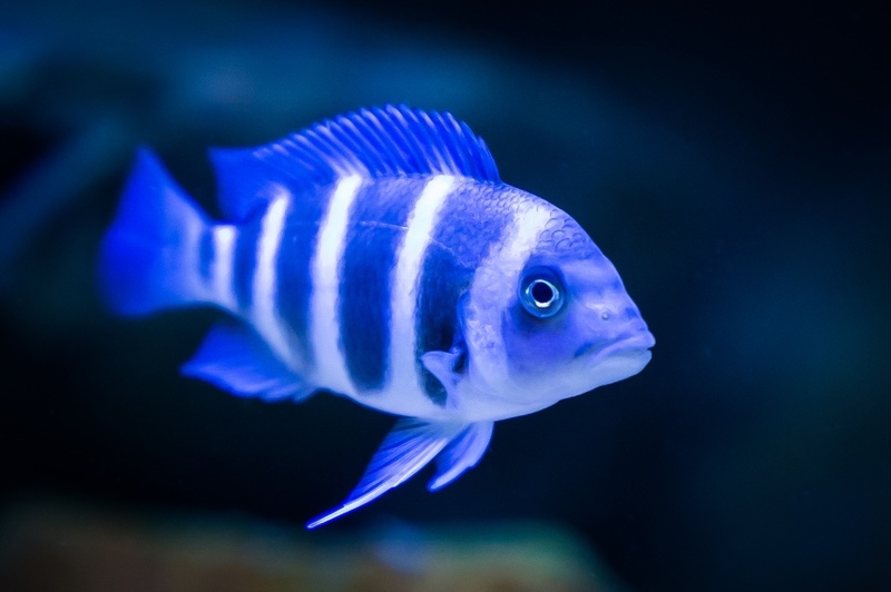 Cyphotilapia gibberosa 'Mtoto'